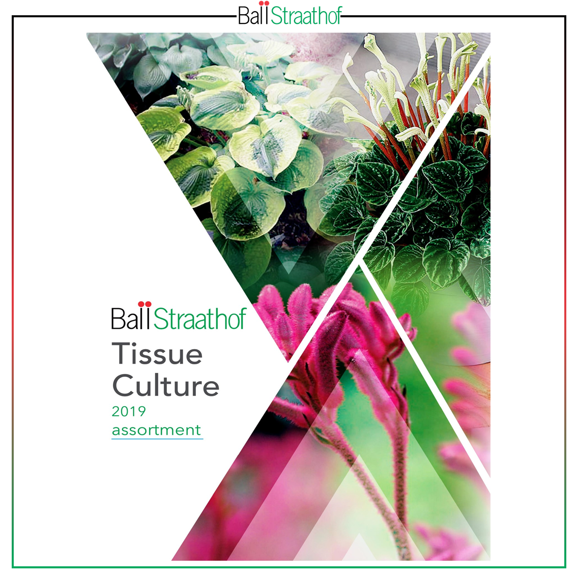 BALLSTRAATHOF - Tissue Culture Catalogue